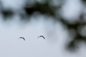Cranes in Mecklenburg-Vorpommern Cranes in Mecklenburg-Vorpommern